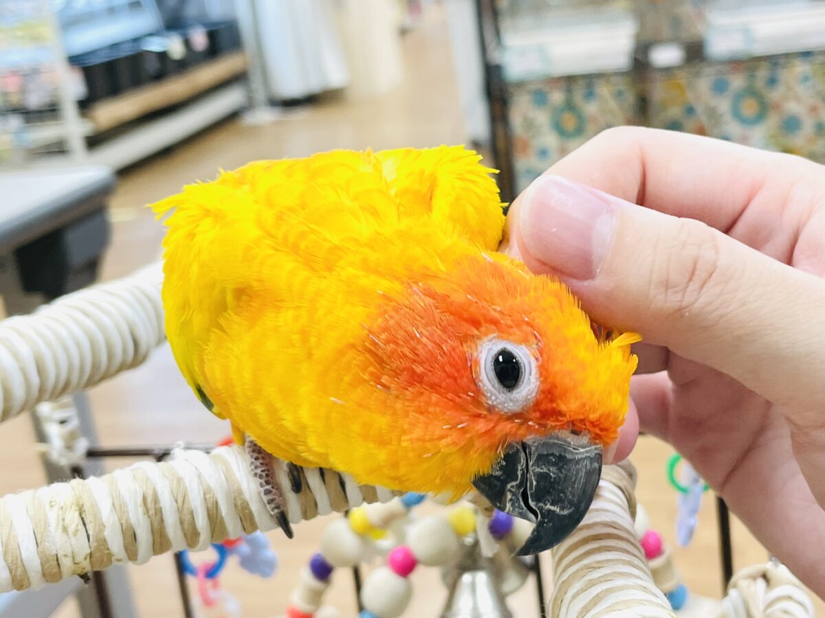 【最新画像】いつでもうっ鳥❣️激甘プリティ〜バード参上🔥❤️🔥コガネメキシコインコ コガネメキシコインコ