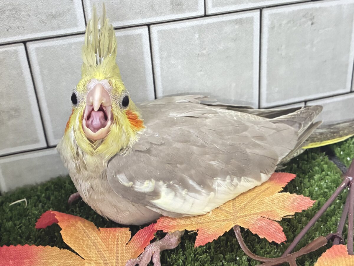 オカメインコ