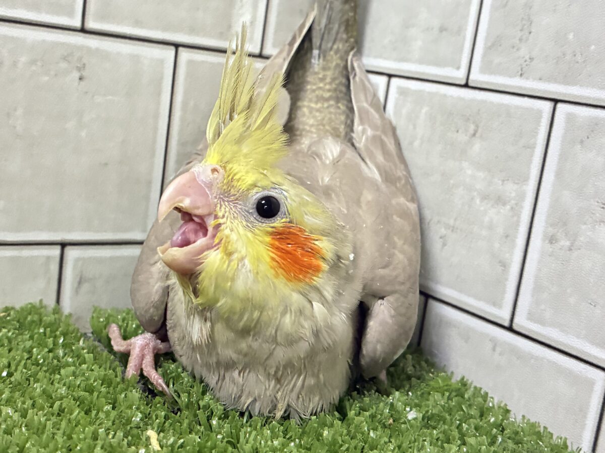 オカメインコ