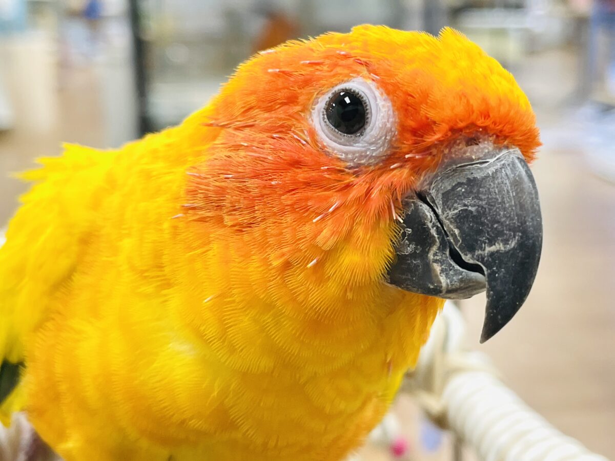 【最新画像】いつでもうっ鳥❣️激甘プリティ〜バード参上🔥❤️🔥コガネメキシコインコ コガネメキシコインコ