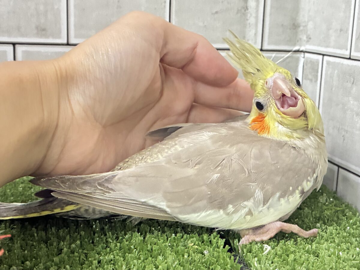 オカメインコ