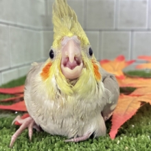 ほっぺが落ちる❕‪🧡‬‪スイートtamagoyaki🥚🍳✧*｡オカメインコ(シナモン/2026年9月生まれ)