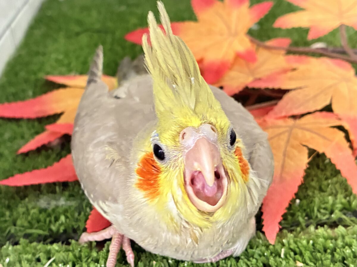 オカメインコ