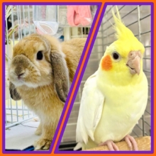 な、なんと同時開催‼️柏限定オカメフェス＆うさフェス‪🦜‬🐰