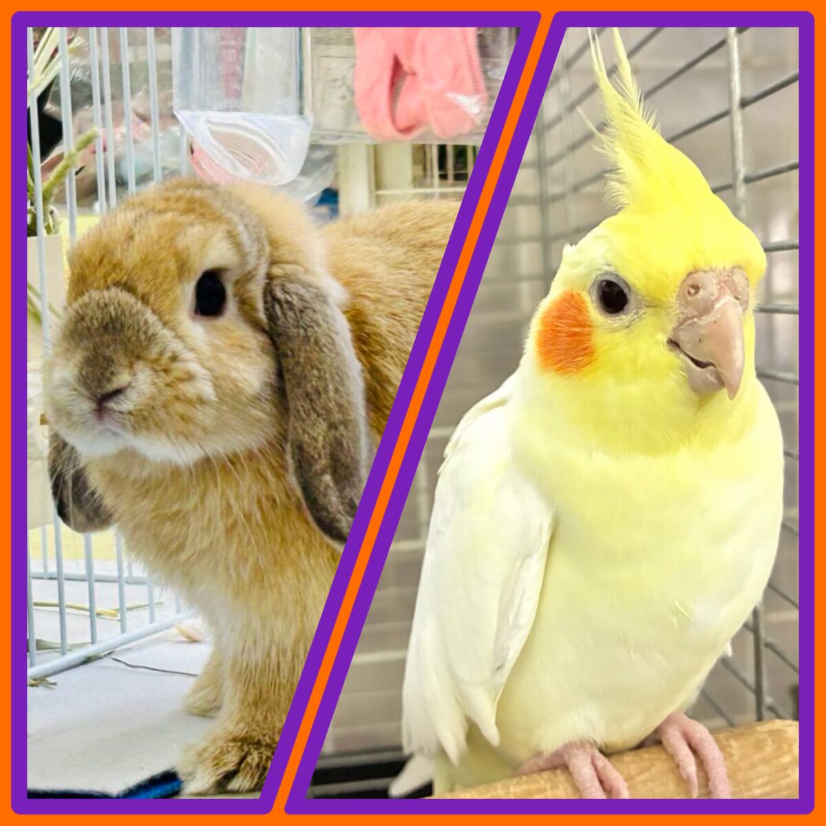 な、なんと同時開催‼️柏限定オカメフェス＆うさフェス‪🦜‬🐰