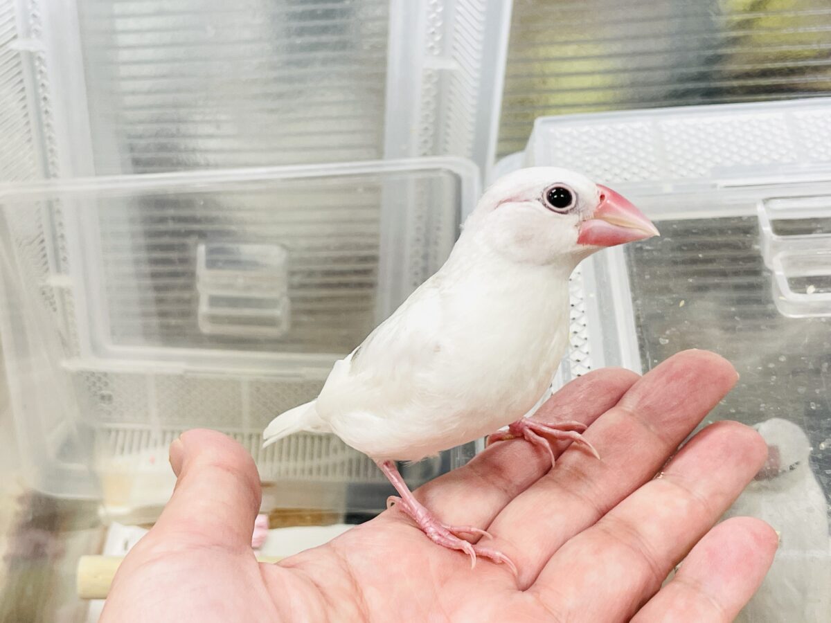【最新画像】すくすく成長中🤍白文鳥ちゃん(ヒナ) 白文鳥