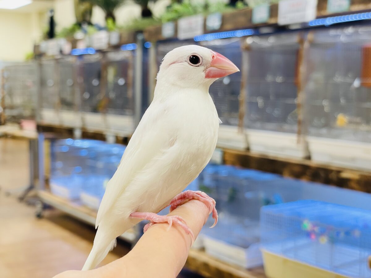 【最新画像】すくすく成長中🤍白文鳥ちゃん(ヒナ) 【最新画像】すくすく成長中🤍白文鳥ちゃん(ヒナ)