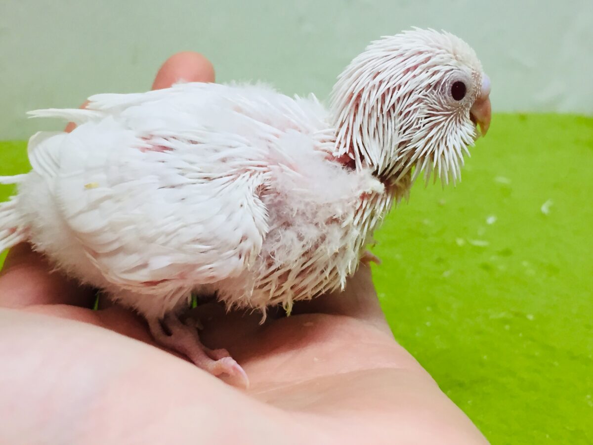 セキセイインコ