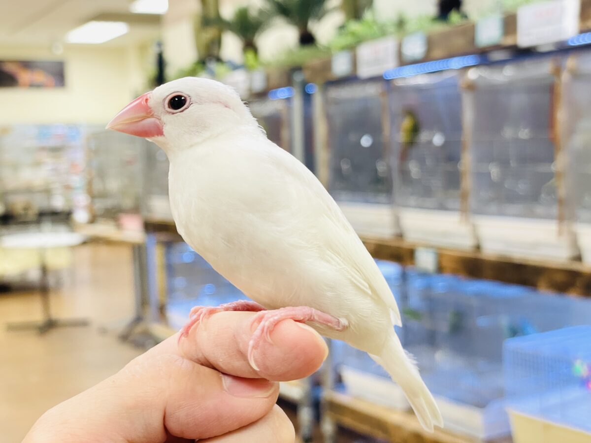 【最新画像】すくすく成長中🤍白文鳥ちゃん(ヒナ) 白文鳥