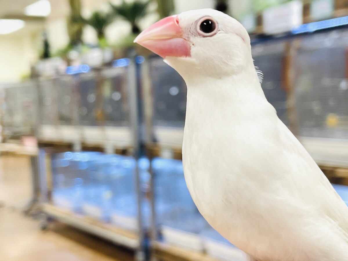 【最新画像】すくすく成長中🤍白文鳥ちゃん(ヒナ) 白文鳥