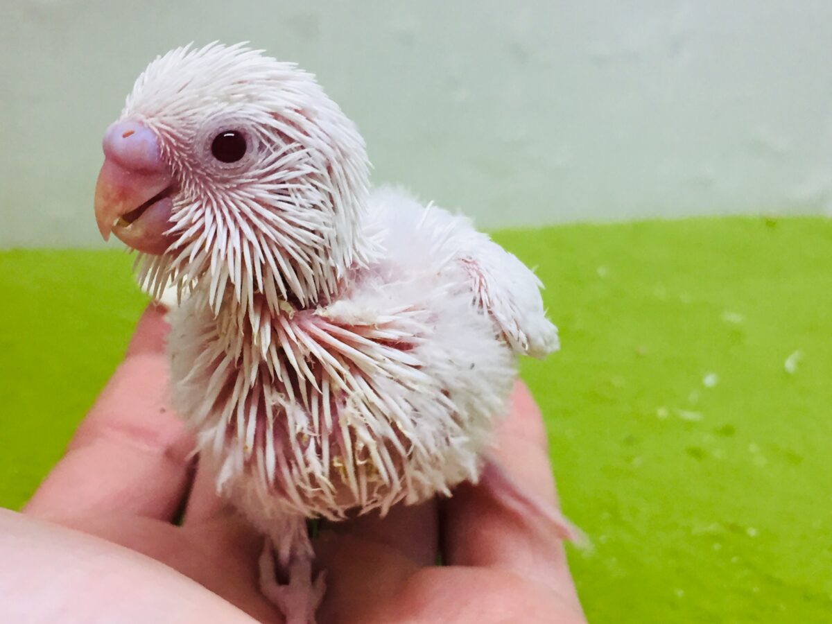 セキセイインコ