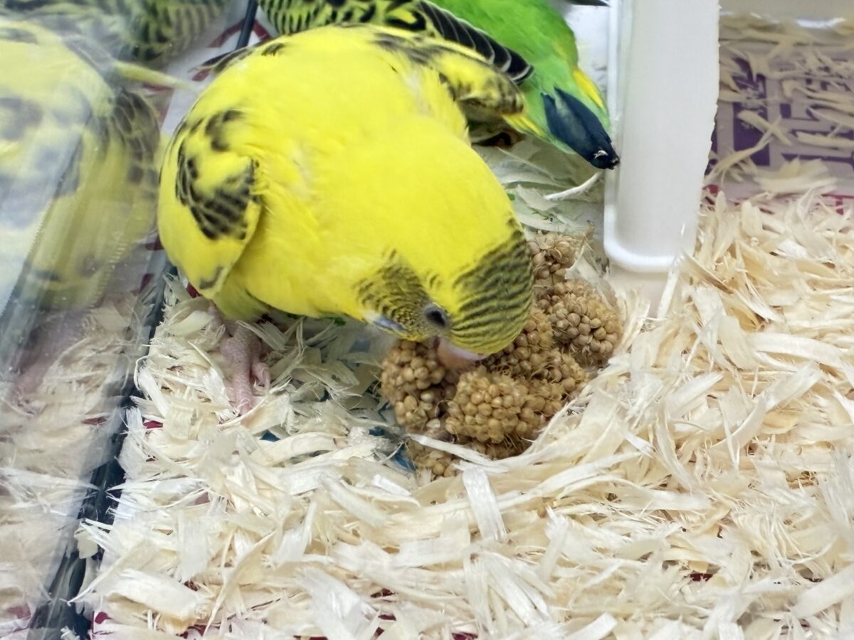 セキセイインコ