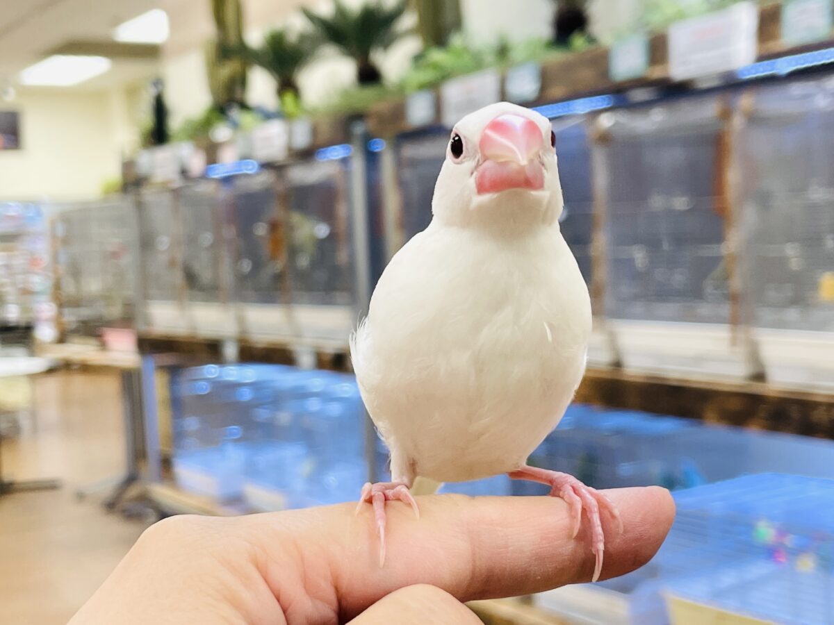 【最新画像】すくすく成長中🤍白文鳥ちゃん(ヒナ) 白文鳥