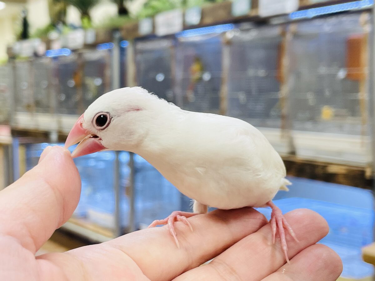 【最新画像】すくすく成長中🤍白文鳥ちゃん(ヒナ) 白文鳥
