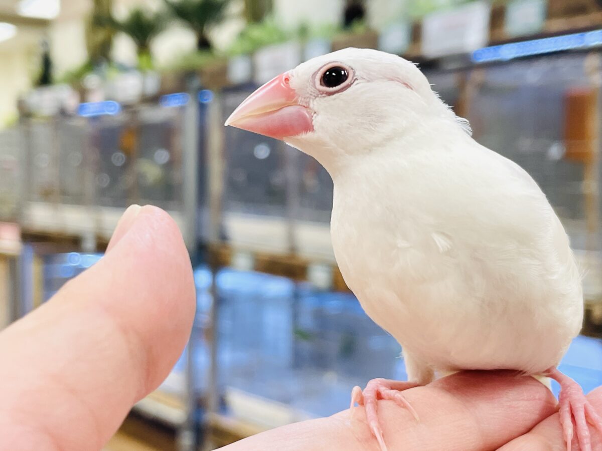 【最新画像】すくすく成長中🤍白文鳥ちゃん(ヒナ) 白文鳥