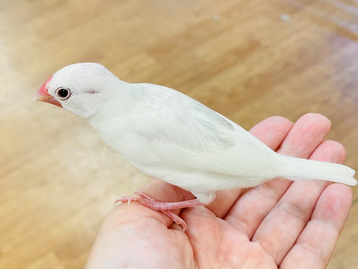 【最新画像】すくすく成長中🤍白文鳥ちゃん(ヒナ) 白文鳥