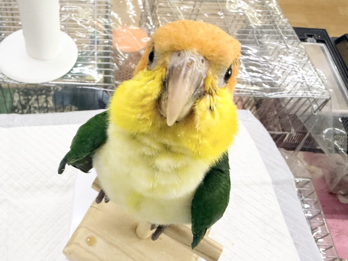 期間限定🌕🍁秋の中・大型インコフェア🍂 説明画像です