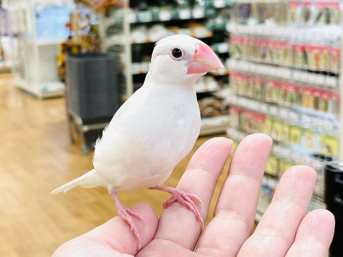 【最新画像】すくすく成長中🤍白文鳥ちゃん(ヒナ) 白文鳥