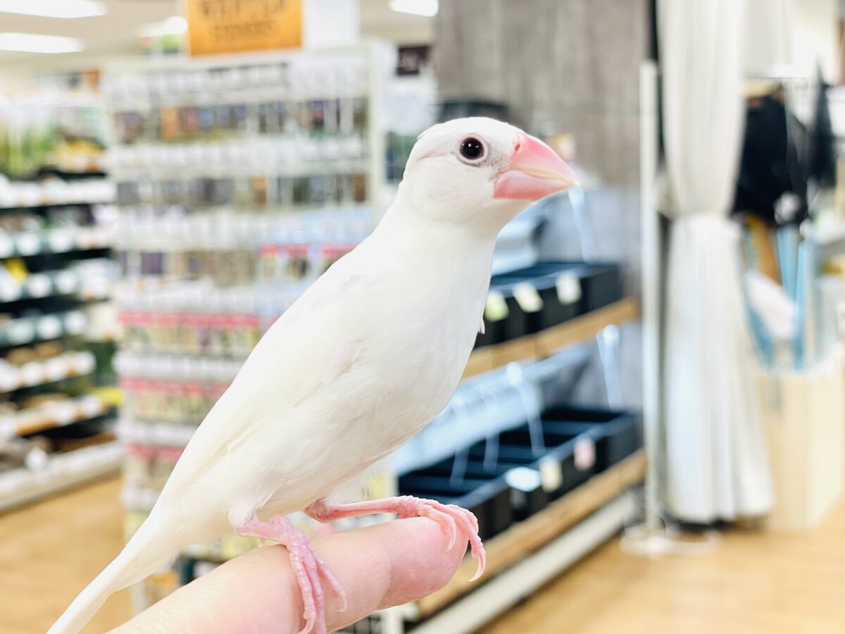 【最新画像】すくすく成長中🤍白文鳥ちゃん(ヒナ) 白文鳥