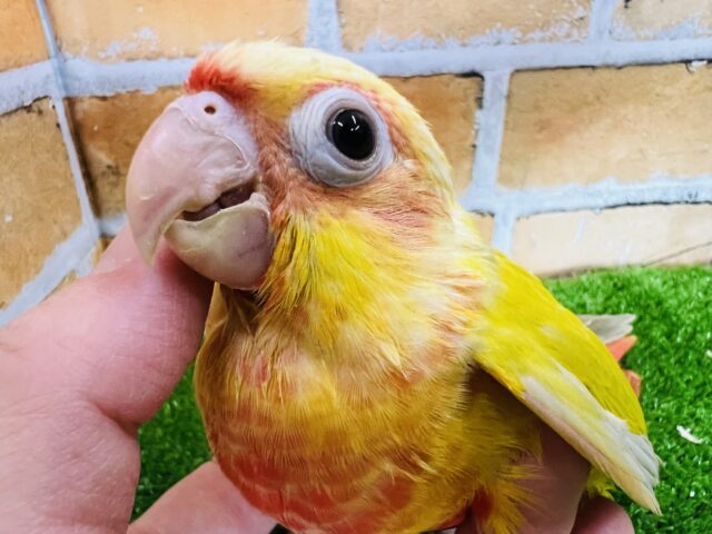 説明画像です