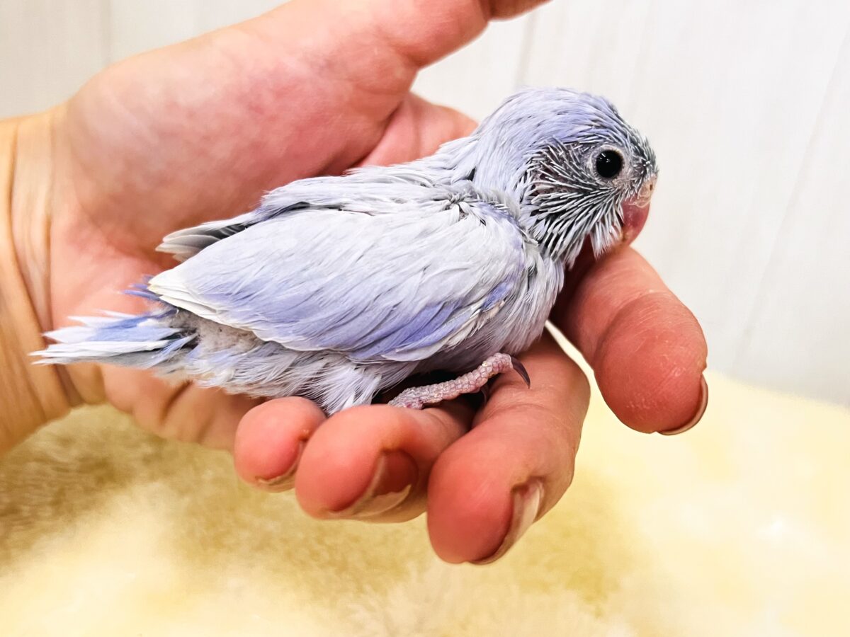 マメルリハ