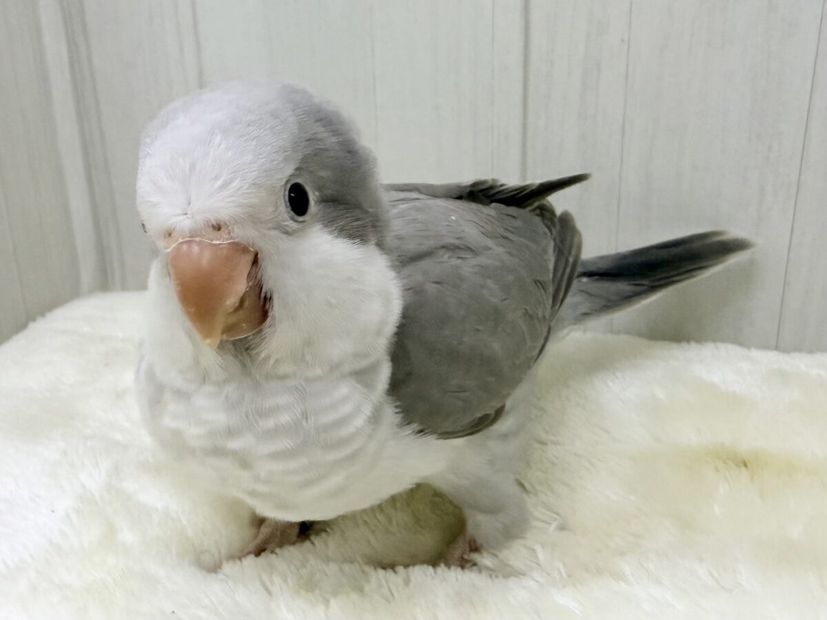説明画像です