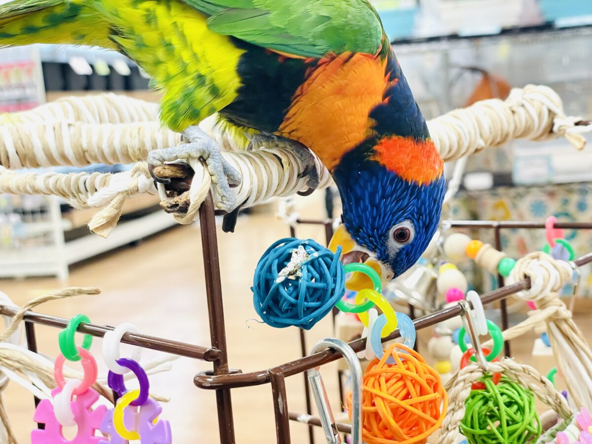 【最新画像】陽気にダンシング🎶✨️💕ゴシキセイガイインコちゃん❣️ ゴシキセイガイインコ