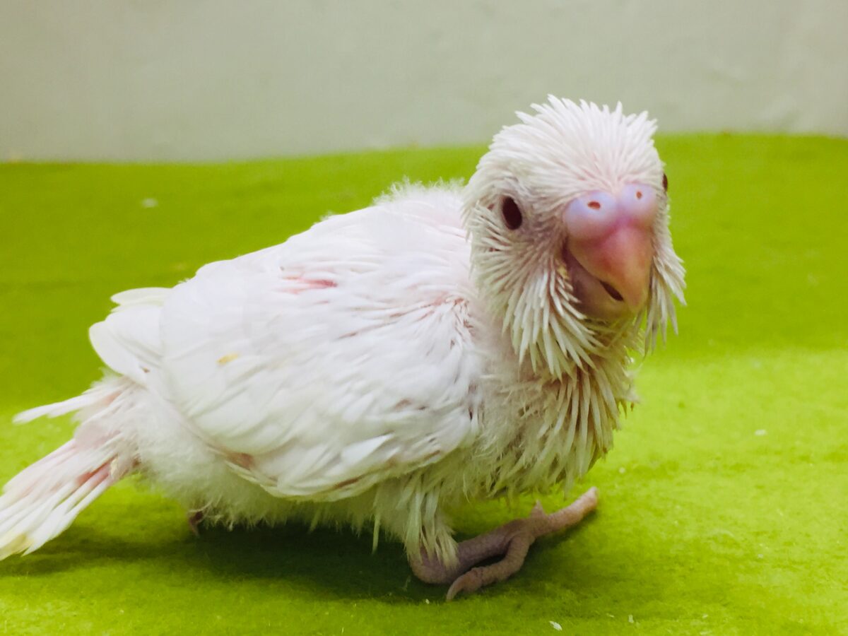セキセイインコ