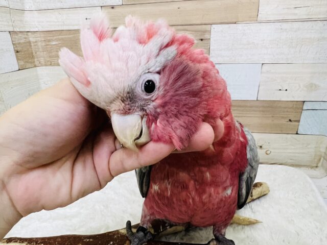 説明画像です