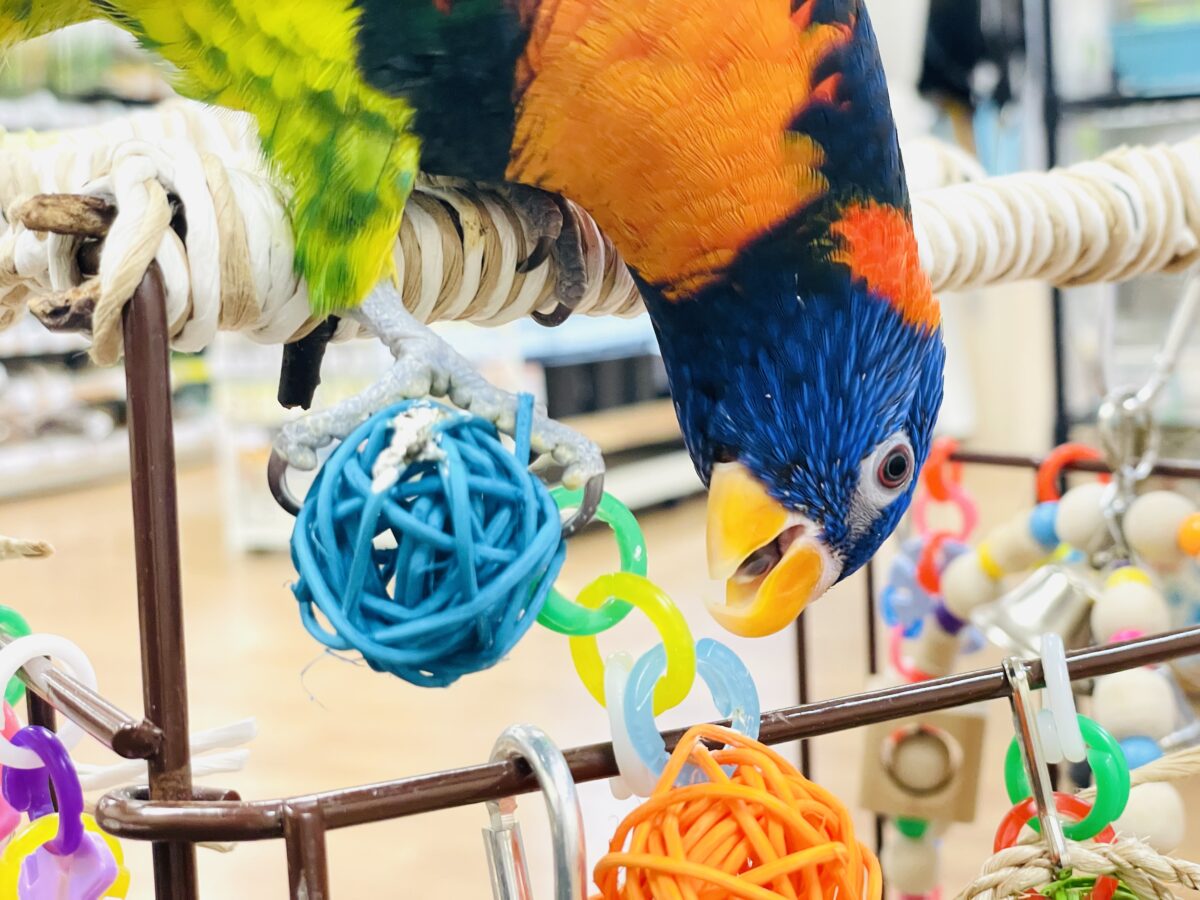 【最新画像】陽気にダンシング🎶✨️💕ゴシキセイガイインコちゃん❣️ ゴシキセイガイインコ
