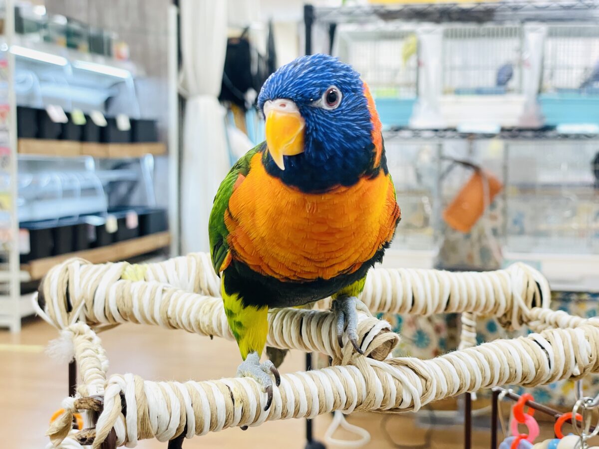 【最新画像】陽気にダンシング🎶✨️💕ゴシキセイガイインコちゃん❣️ ゴシキセイガイインコ