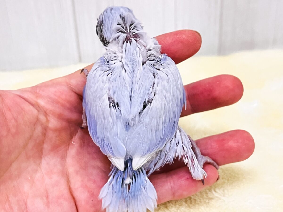 マメルリハ