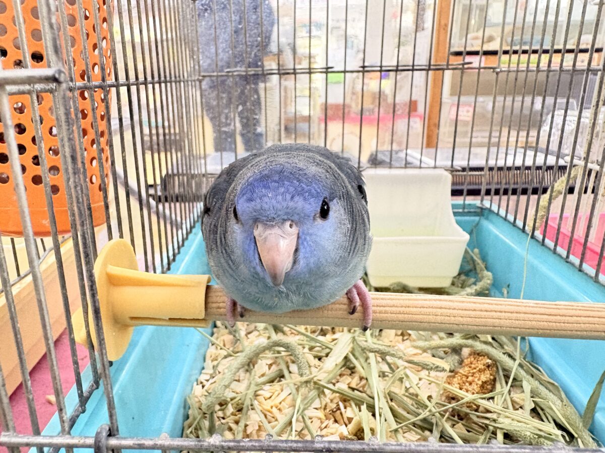 サザナミインコ