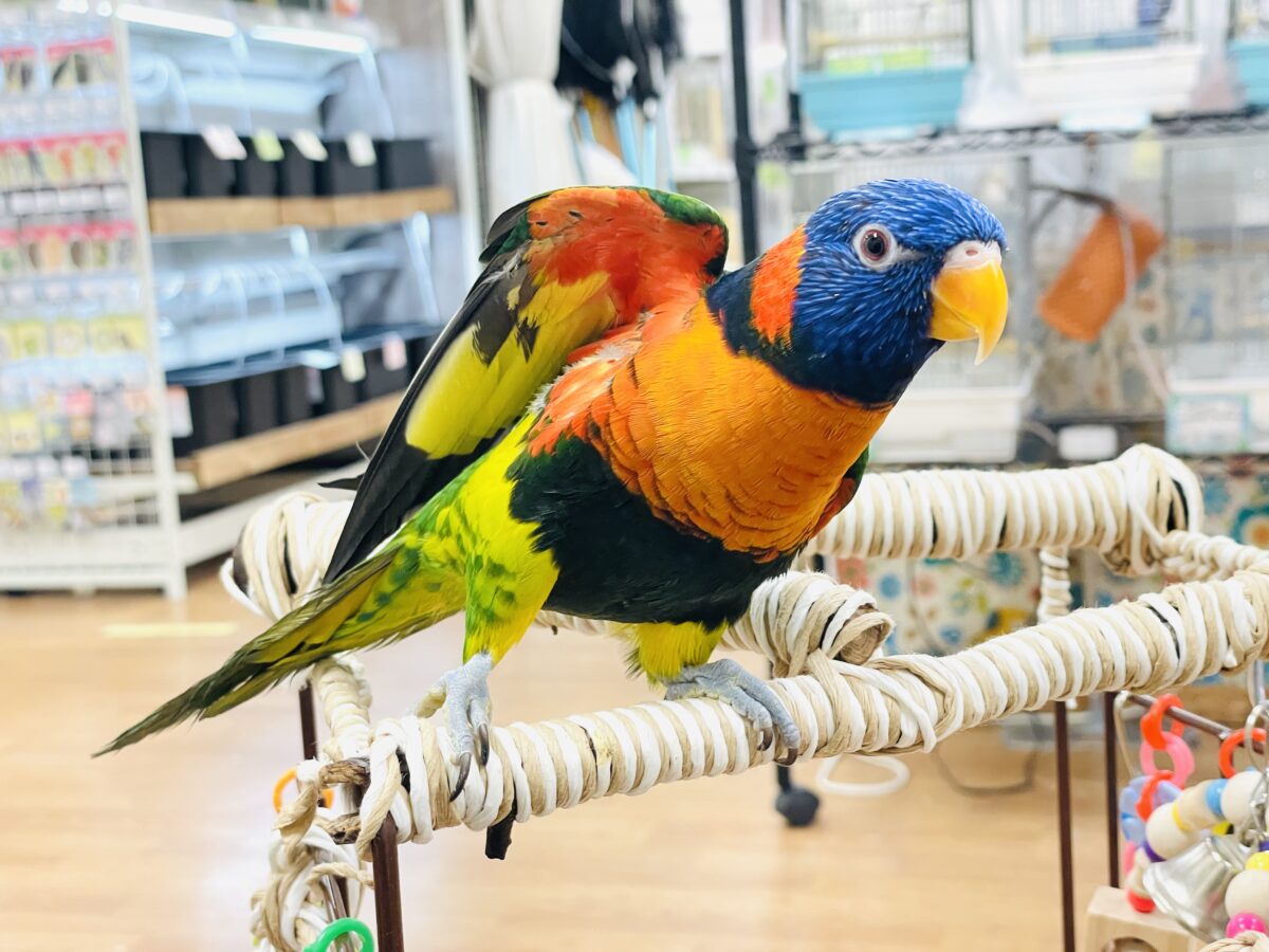 【最新画像】陽気にダンシング🎶✨️💕ゴシキセイガイインコちゃん❣️ ゴシキセイガイインコ