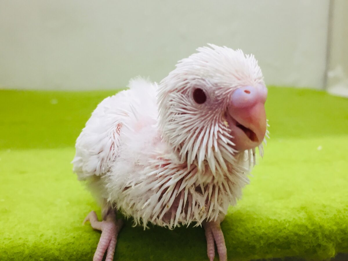 アルビノカラーのセキセイちゃんがやってきましたー(*’▽’)💗💗　セキセイインコ