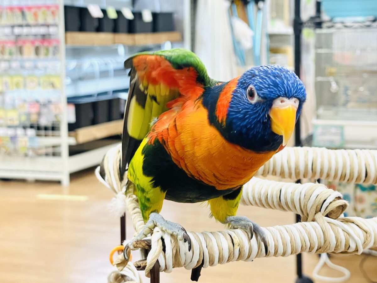 【最新画像】陽気にダンシング🎶✨️💕ゴシキセイガイインコちゃん❣️ ゴシキセイガイインコ