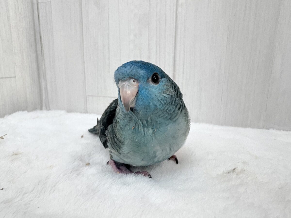 サザナミインコ