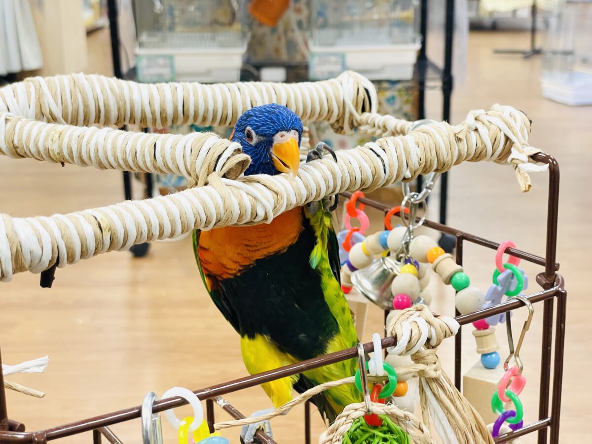 【最新画像】陽気にダンシング🎶✨️💕ゴシキセイガイインコちゃん❣️ ゴシキセイガイインコ