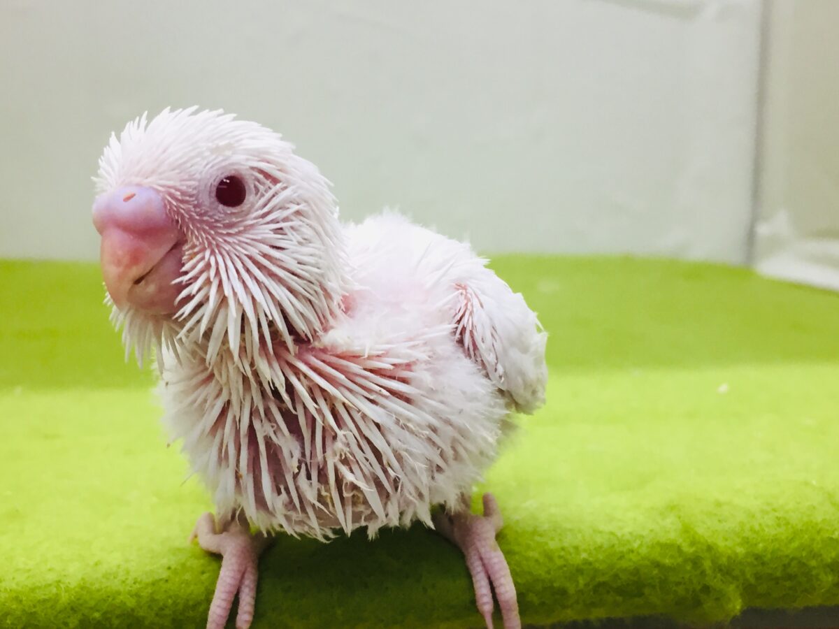 セキセイインコ