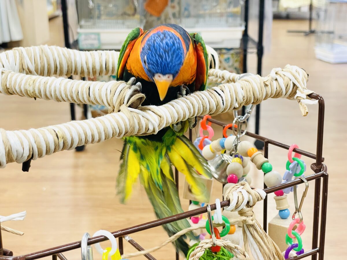 【最新画像】陽気にダンシング🎶✨️💕ゴシキセイガイインコちゃん❣️ ゴシキセイガイインコ