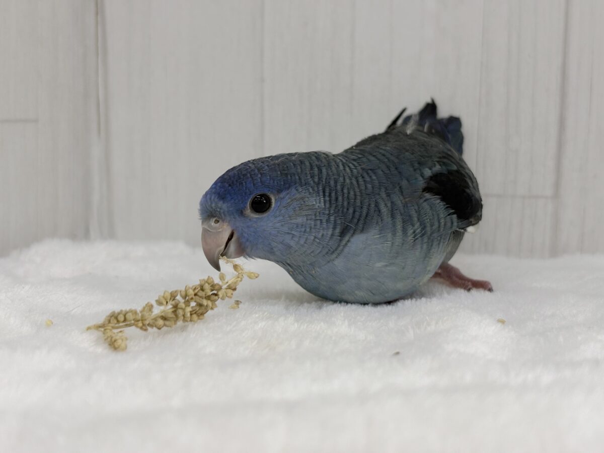 サザナミインコ
