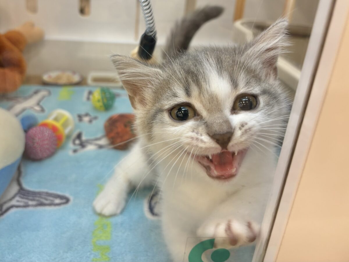 マンチカン