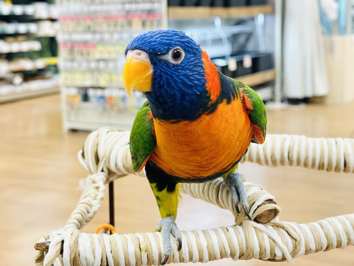 【最新画像】陽気にダンシング🎶✨️💕ゴシキセイガイインコちゃん❣️ 【最新画像】陽気にダンシング🎶✨️💕ゴシキセイガイインコちゃん❣️