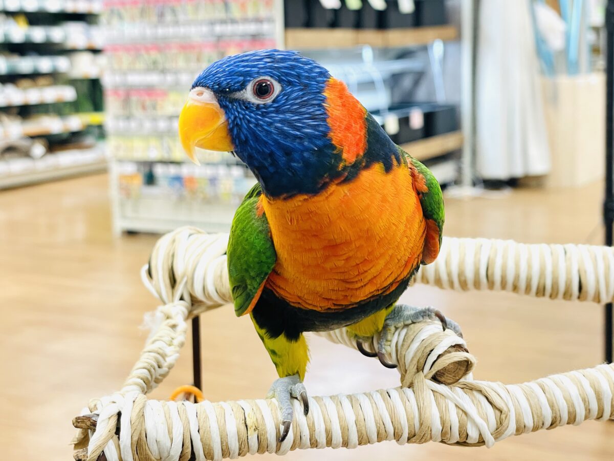 【最新画像】陽気にダンシング🎶✨️💕ゴシキセイガイインコちゃん❣️ ゴシキセイガイインコ