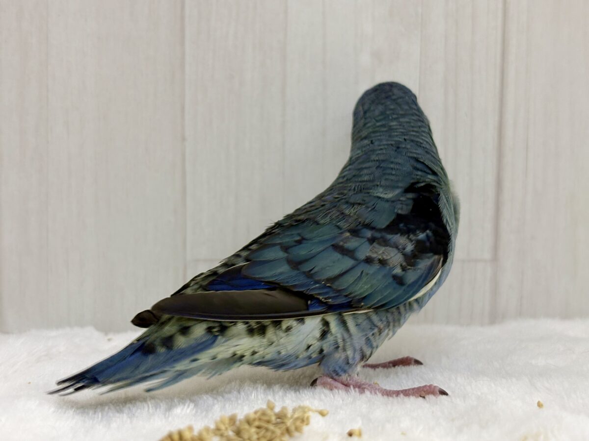 サザナミインコ