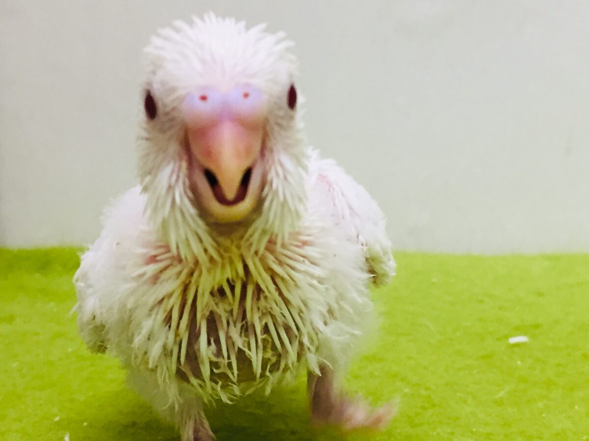 セキセイインコ