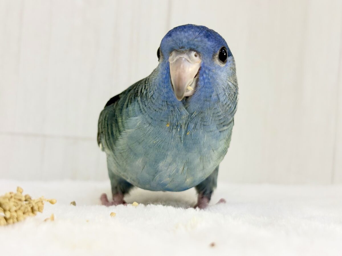 ぷっくぷく💙食いしん坊なピポパポ〜🎶深海ブルーが美しい！サザナミインコさん入舎です！