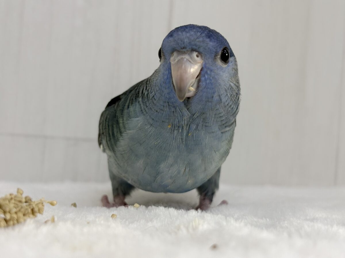 サザナミインコ