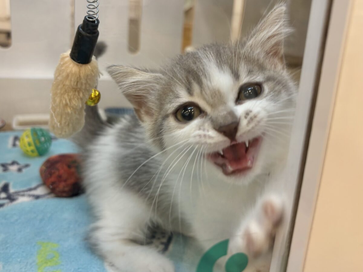 マンチカン