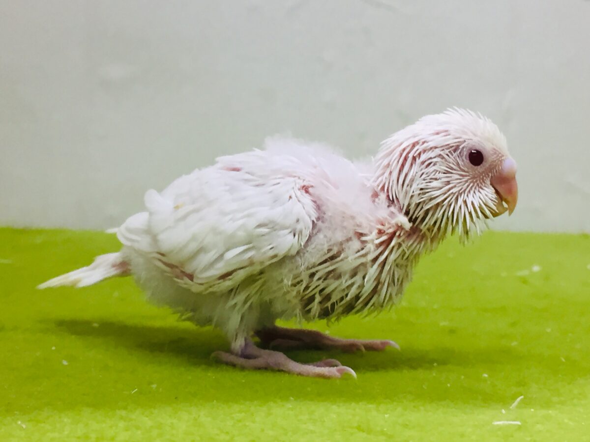 セキセイインコ